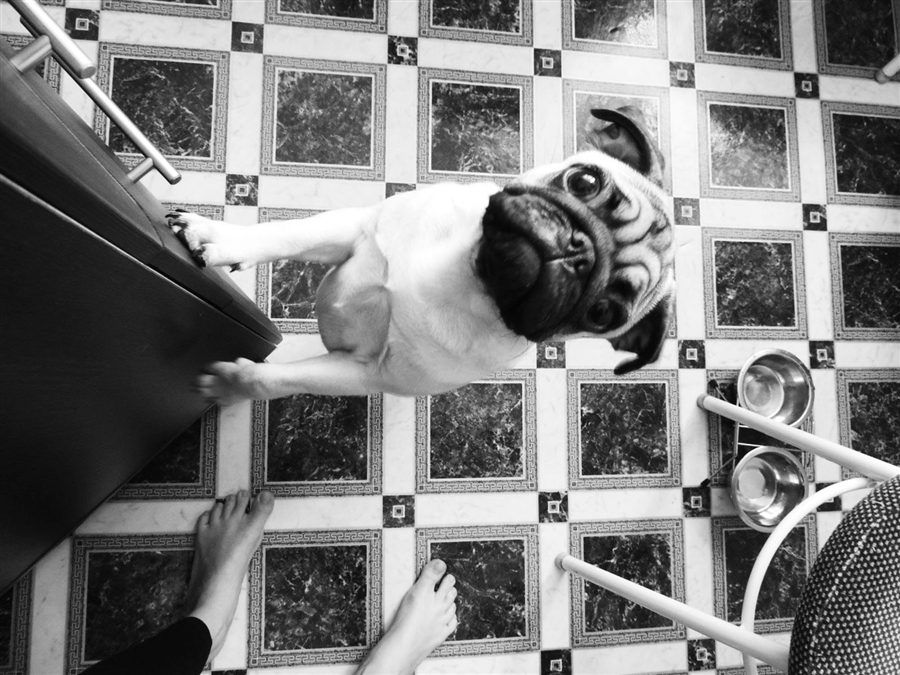 Слюнявый попрошайка