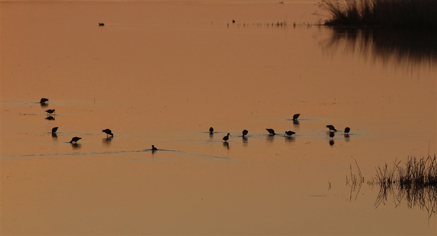 Утро на оз. Маныч