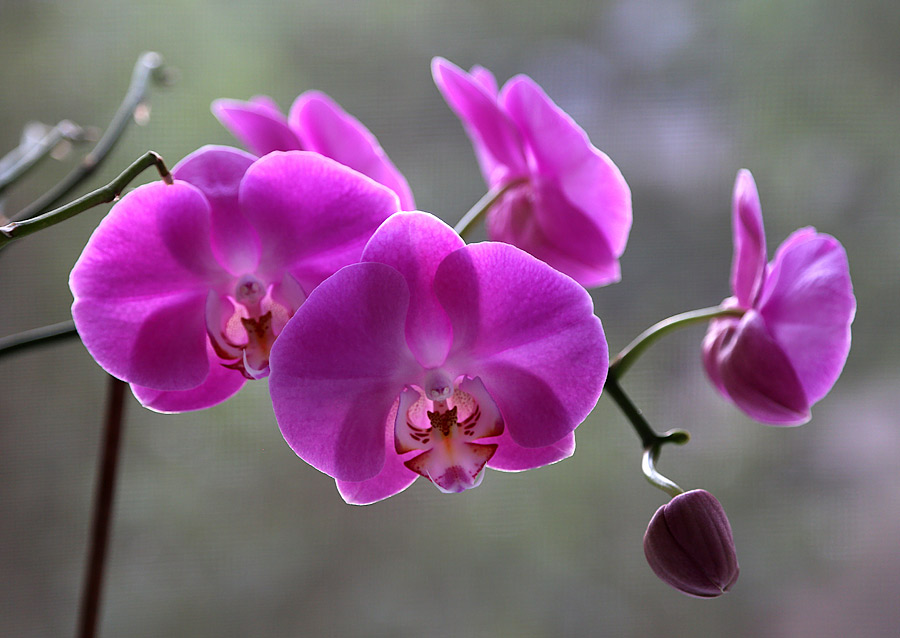 Фото жизнь (light) - Alexandre Varyhanov - корневой каталог - Орхидея