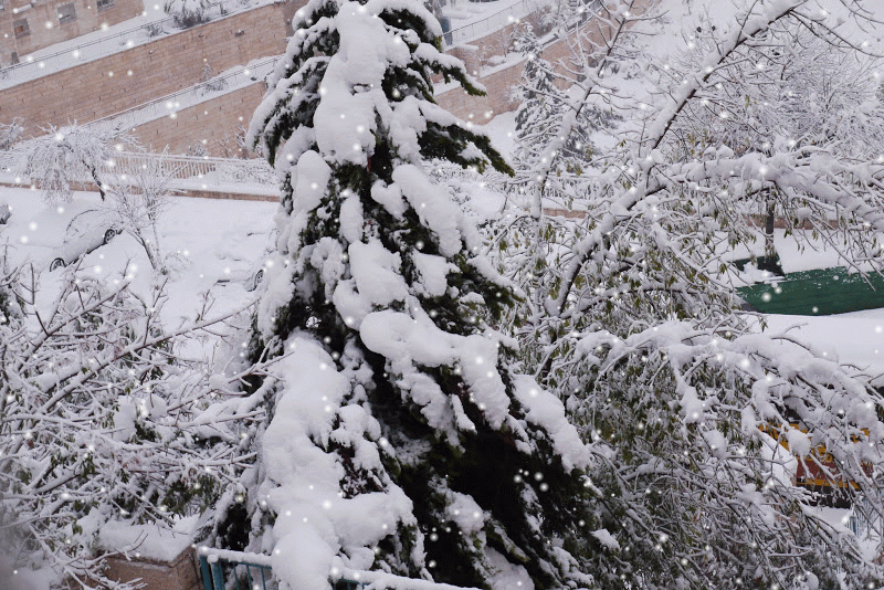 Фото жизнь - ALLA SHAPOSHNIKOF - корневой каталог - А снег идёт