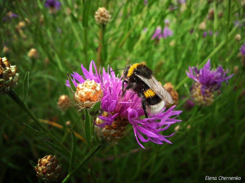 Фото жизнь (light) - Елена Черненко - корневой каталог - Шмель