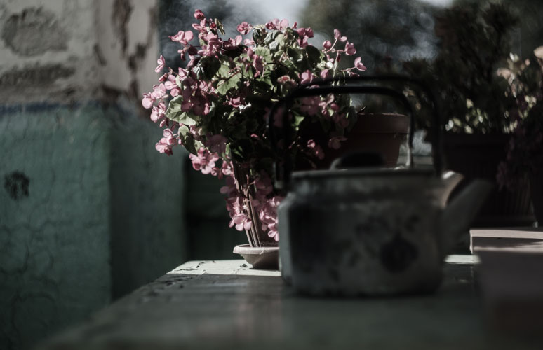 Фото жизнь (light) -  Юлия - корневой каталог - цветы