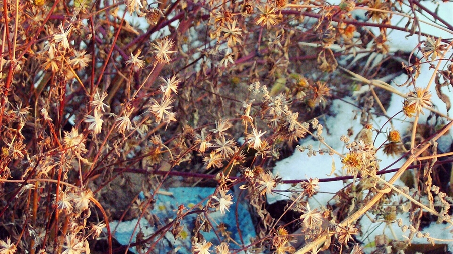 Фото жизнь