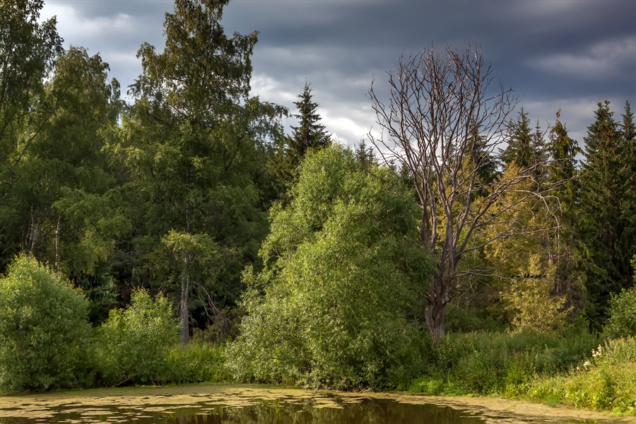 Фото жизнь