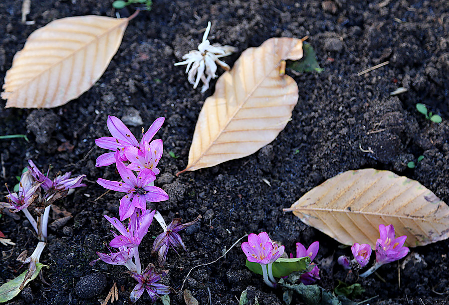 Фото жизнь - Alexandre Varyhanov - корневой каталог - Осенние цветы 