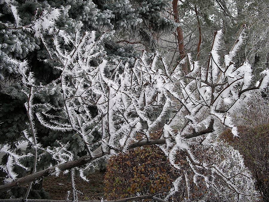 Фото жизнь (light) - Alexandre Varyhanov - корневой каталог - морозная ажурность замерзших ветвей 