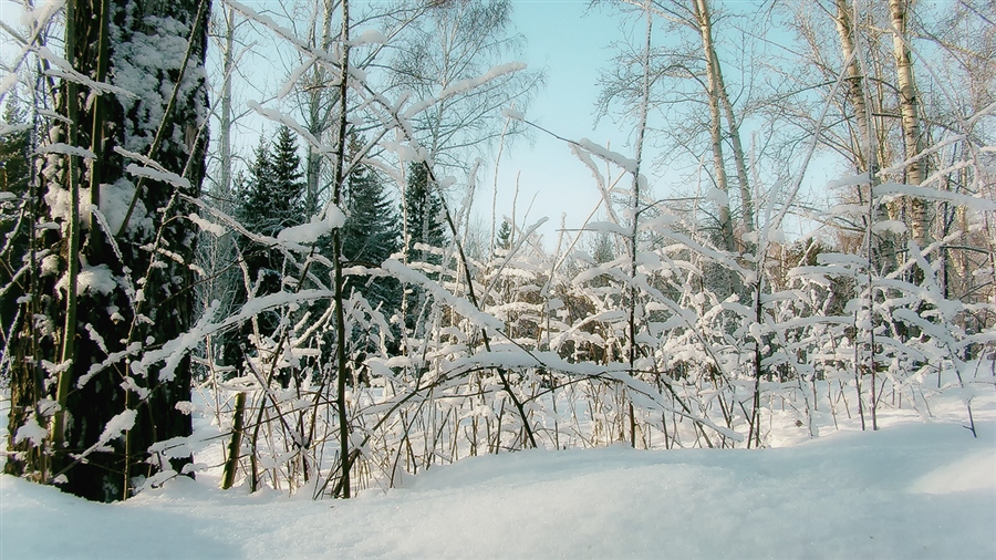 Фото жизнь