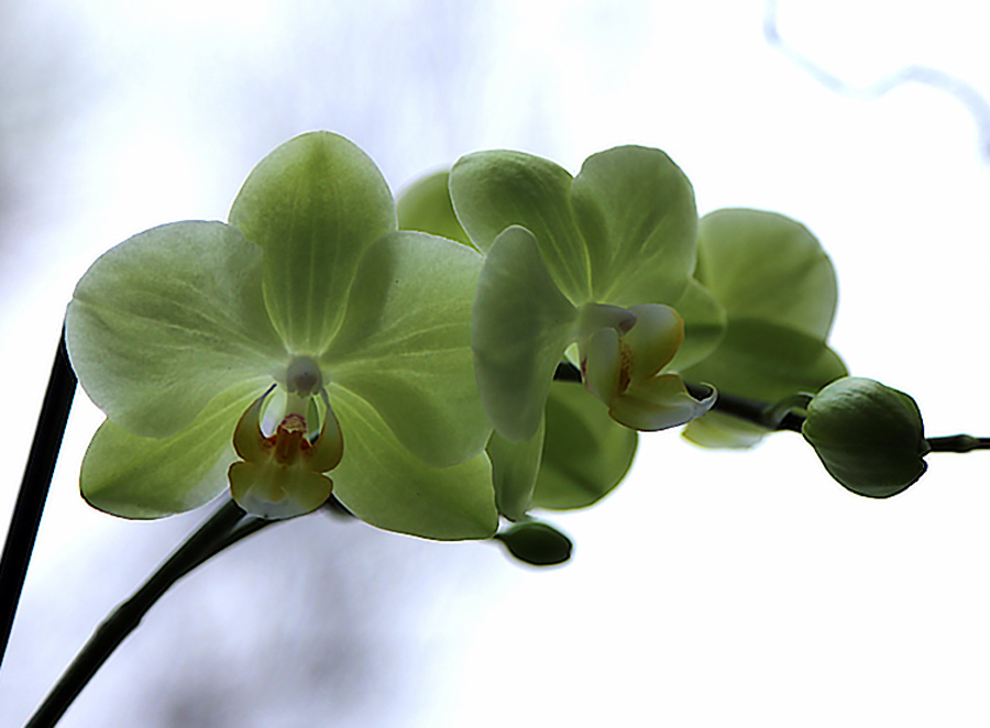 Фото жизнь (light) - Alexandre Varyhanov - корневой каталог - Новогодняя орхидея