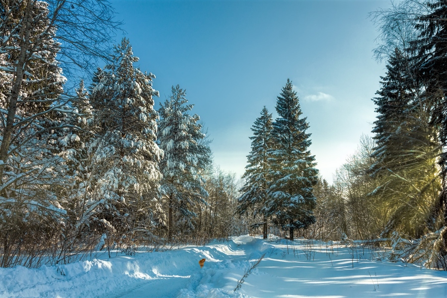 Фото жизнь