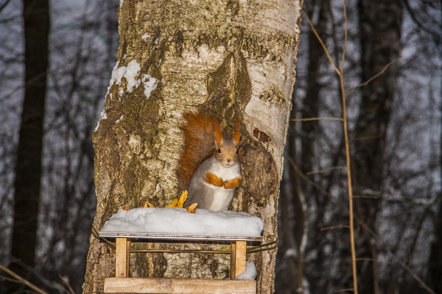 Фото жизнь