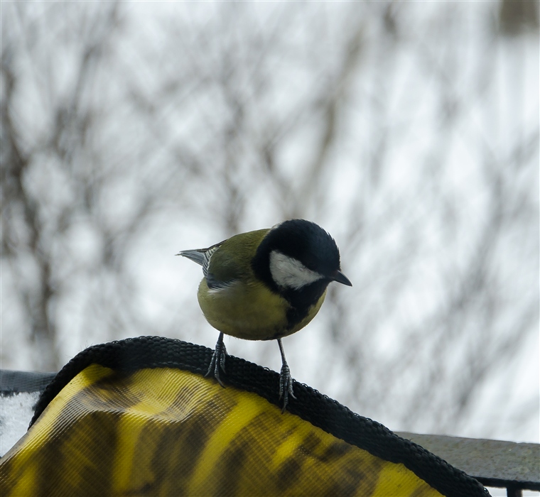 Любопытная синица