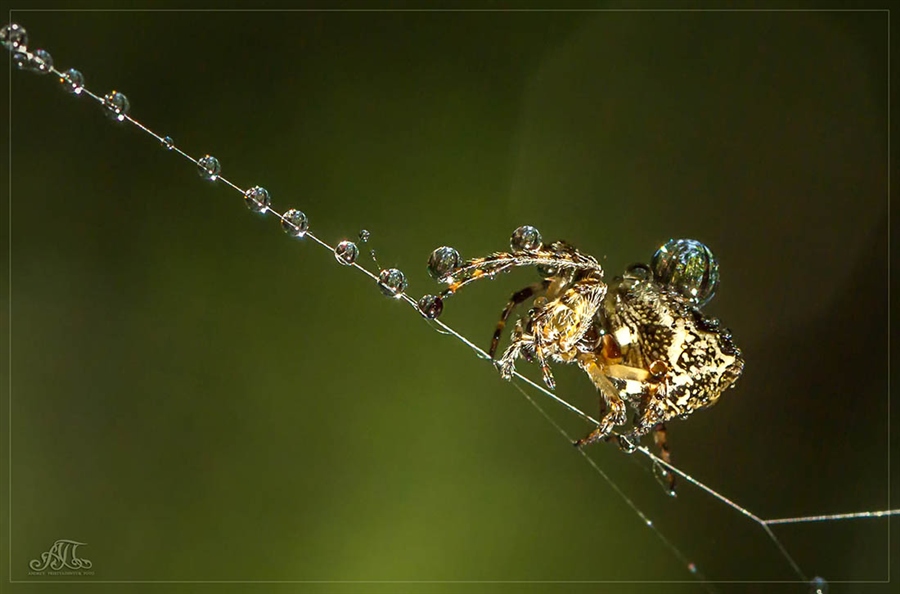 По ниточке...