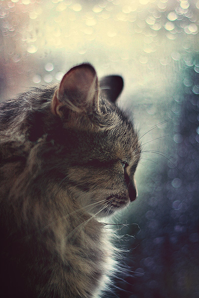 Фото жизнь (light) - KleoK - корневой каталог - просто грустный портрет маленькой кошки