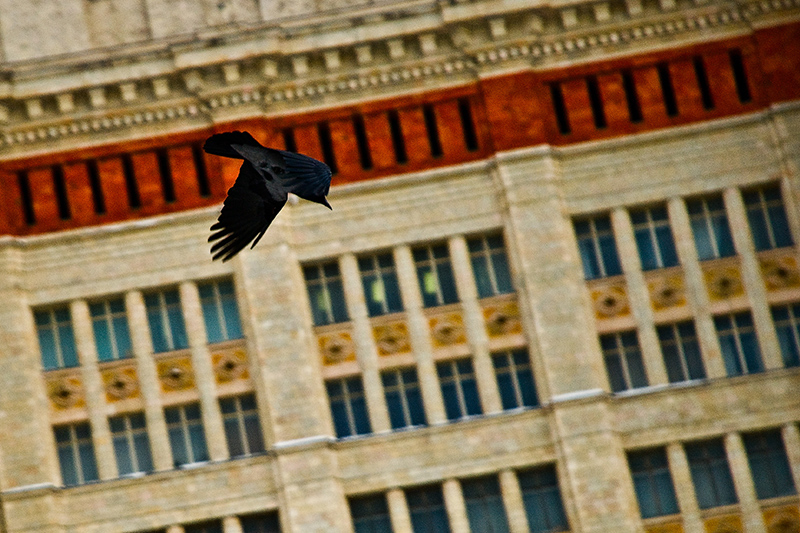 Фото жизнь (light) - Milo - Like a Bird in the Sky... - Птичка-камикадзе