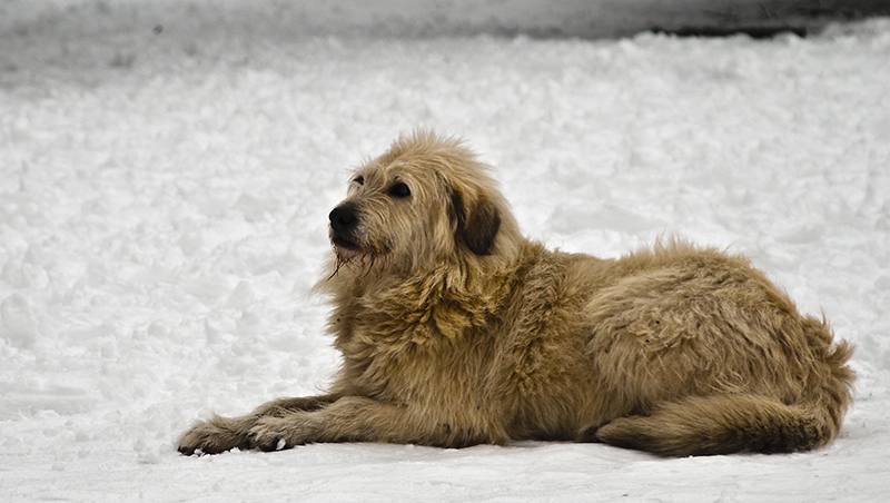 Фото жизнь (light) - Milo - Животные - Одинокий зимний пёс