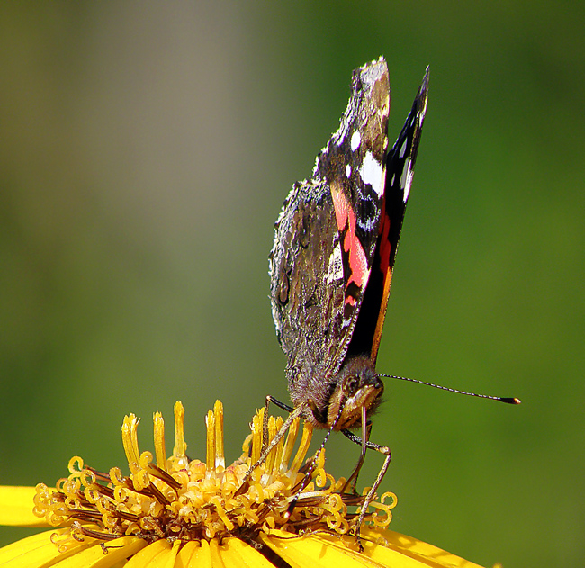 Фото жизнь (light) - emunilkin - Насекомые - бабочка