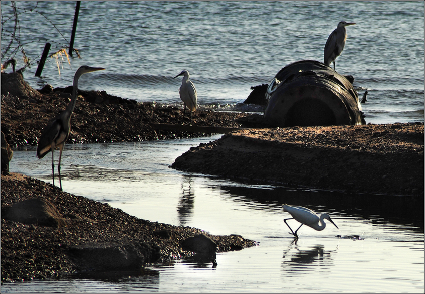 Фото жизнь (light) - kuchum13 - животные - "сидят" перелетные птицы...
