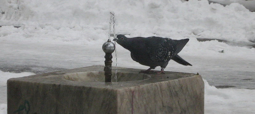 Фото жизнь (light) - Rei4al - корневой каталог - Жажда...!