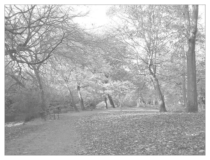 Фото жизнь (light) - toyc - корневой каталог - белое