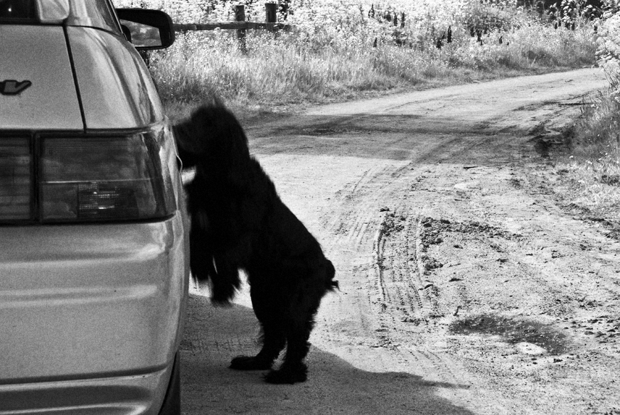 Фото жизнь (light) - Юрий  Тимофеев - корневой каталог - Проверки на дорогах