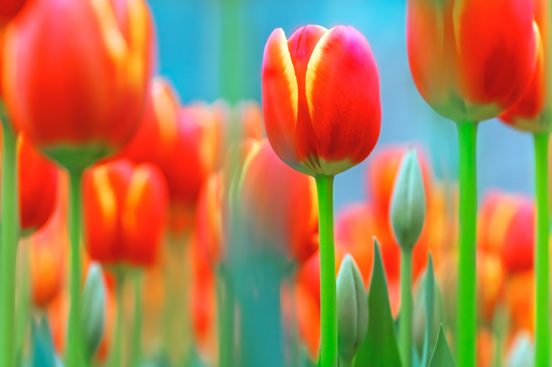 Фото жизнь (light) - Ludmila Yilmaz - Природа, город, пейзаж - Тюльпаны весной