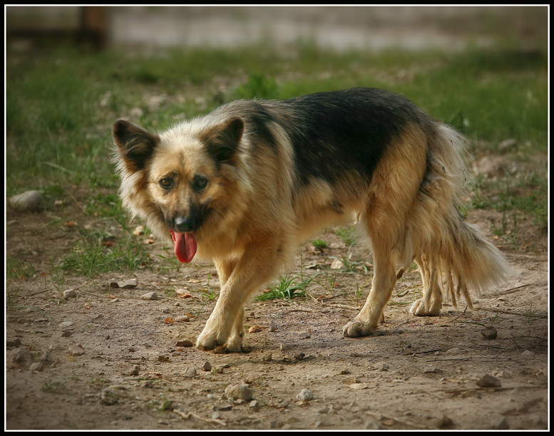 Фото жизнь (light) - Seja - корневой каталог - из серии - про собак приюта....