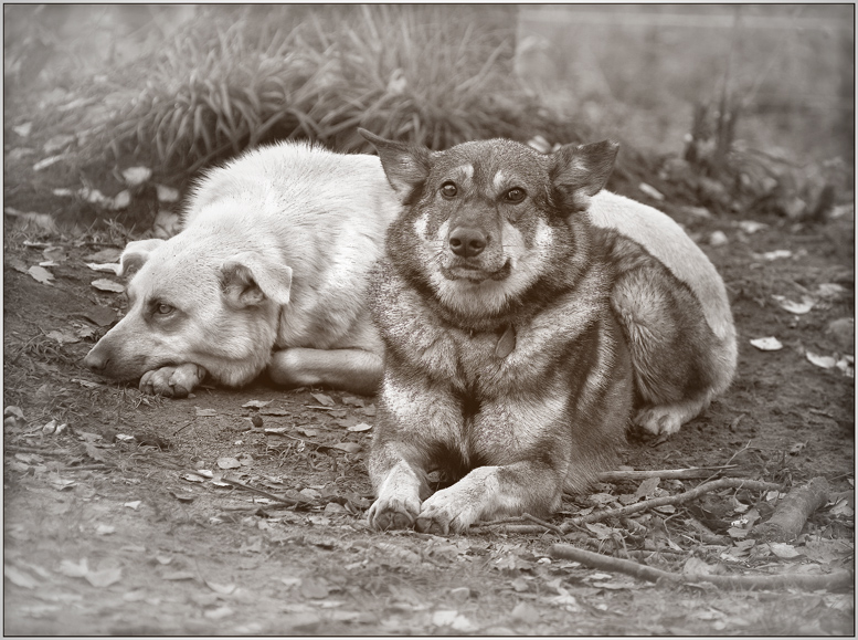 Фото жизнь (light) - Seja - корневой каталог - из серии - про собак приюта....