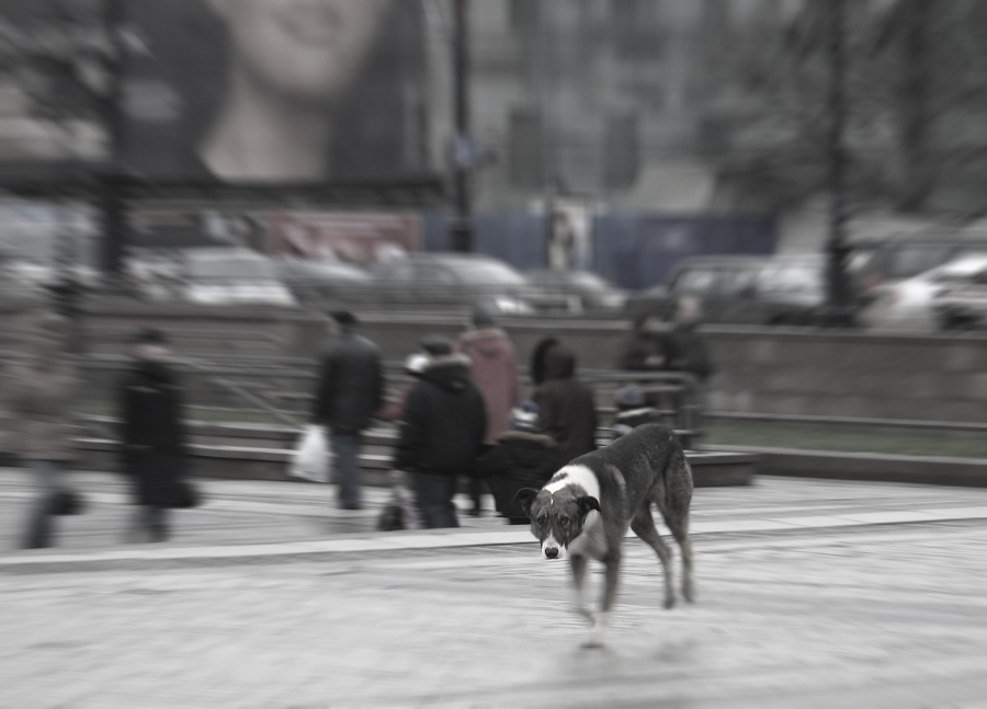 Фото жизнь (light) - My-Ap - Собачья жизнь - Собачья жизнь