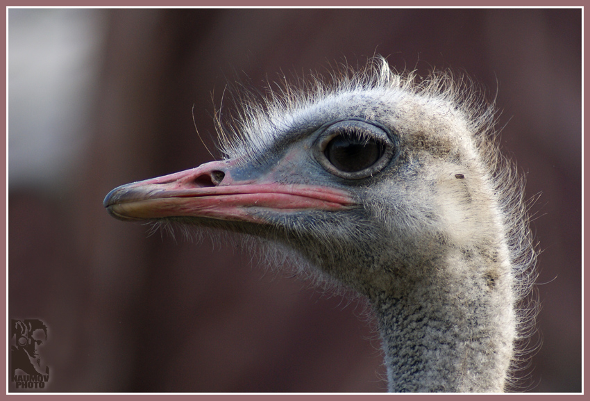 Фото жизнь (light) - Mishyn_papa - корневой каталог - Кто сказал, что у страусов перья? У них шерсть!