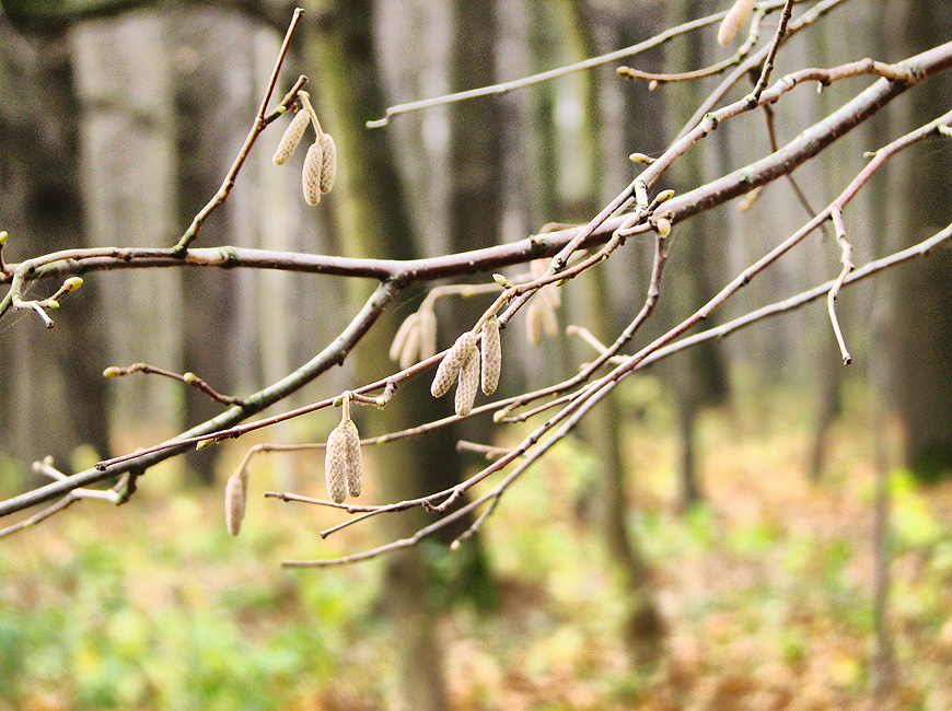 Фото жизнь (light) - Антонина Морозова - Природа - Когда до снега ещё далеко, а листьев уже нет