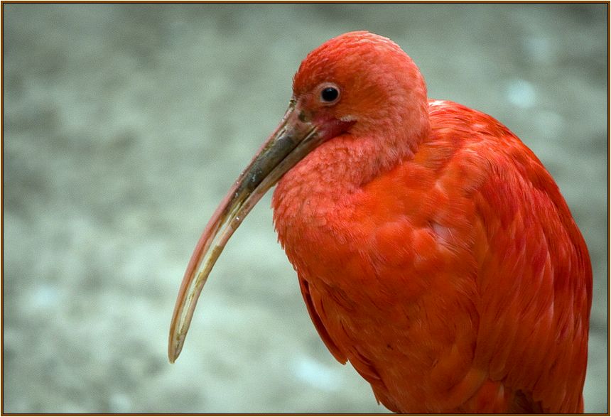 Фото жизнь (light) - AlexTimpt2 - корневой каталог - еще одна красная птица..