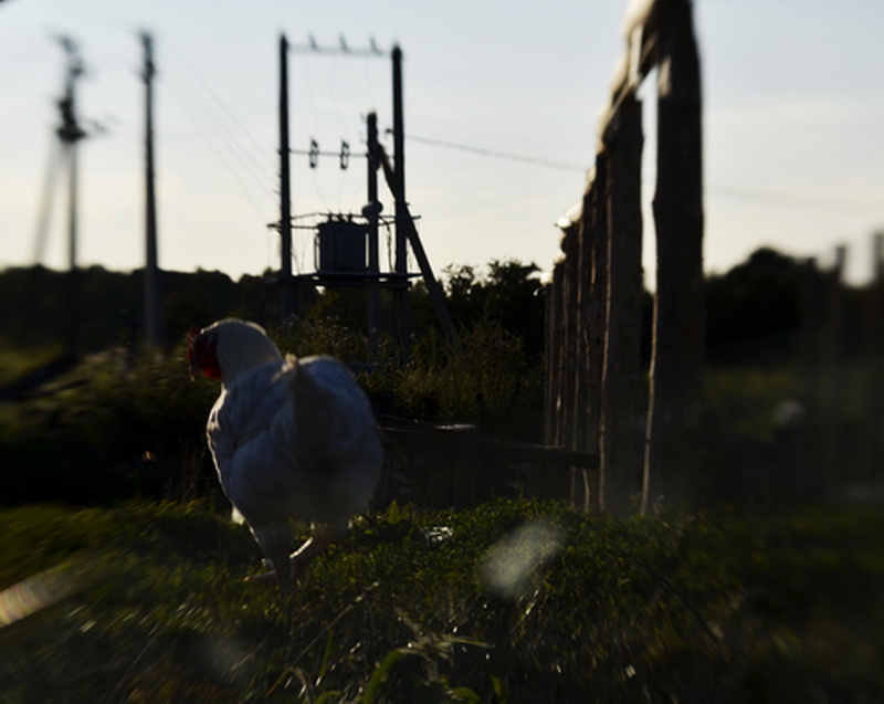 Фото жизнь -  Юлия - корневой каталог - курицы-такие....курицы