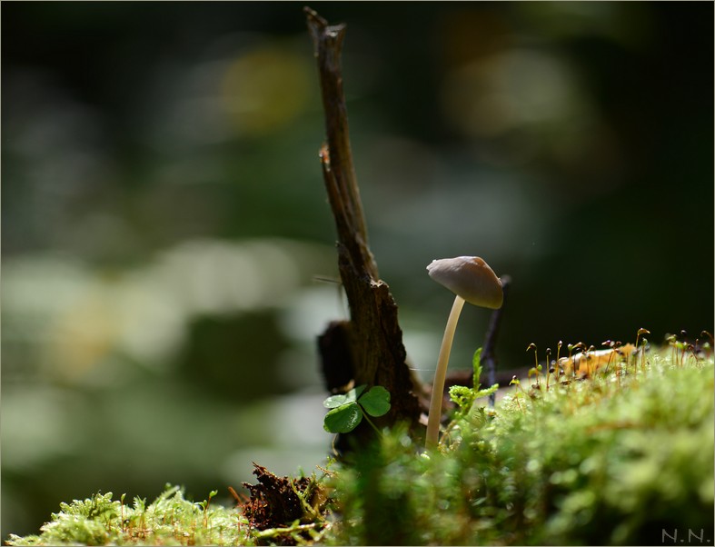 Фото жизнь (light) - Nik_Nik - корневой каталог - грибочек