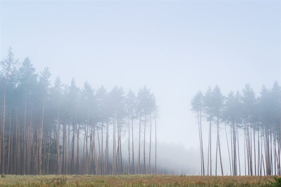 Фото жизнь (light) - Сергей Корнев - корневой каталог - Из серии "Лес в тумане"