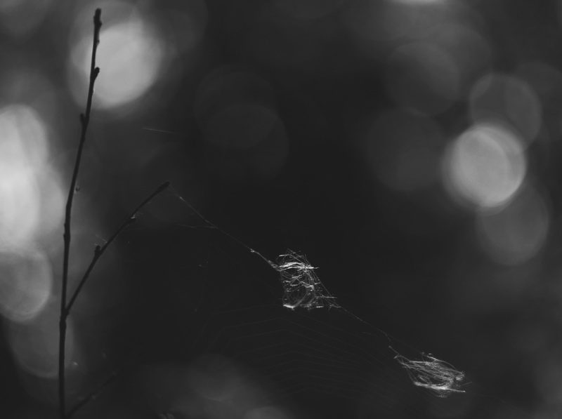 Фото жизнь (light) -  Юлия - корневой каталог - паутиновое