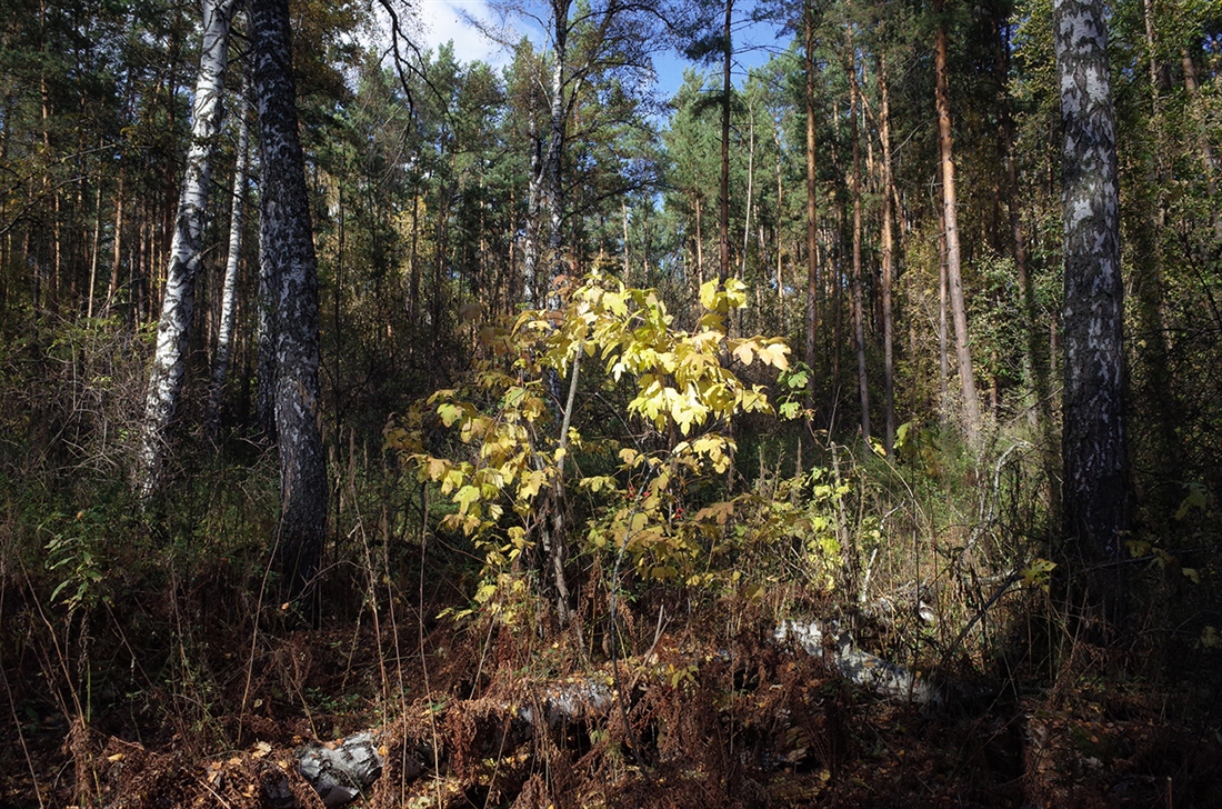 ?¤??N??? ?¶???·??N? - Dmitrii Danilov - ????N????µ?????? ???°N??°?»???? - ??N??µ??N? ?? ?»?µN?N?