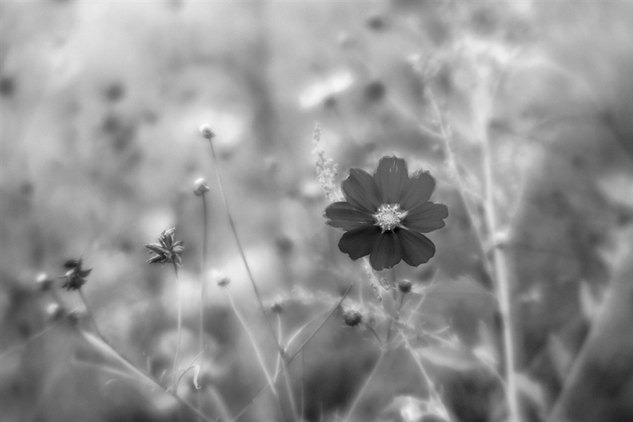 Фото жизнь (light) - rybal - Солнечные туманности монокля - Последний сон последнего цветка