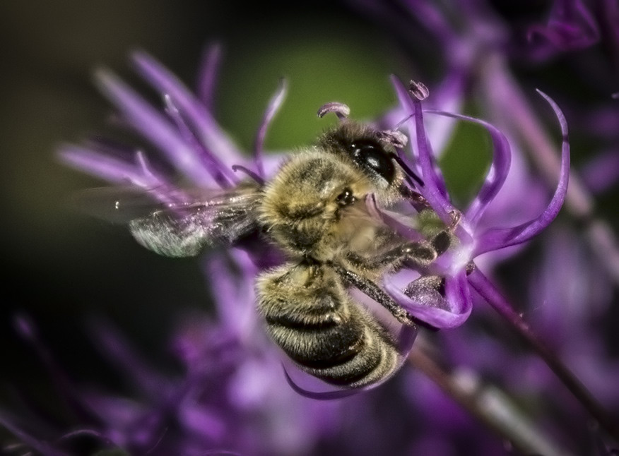 Фото жизнь (light) - elen2410 - корневой каталог - Пчелка