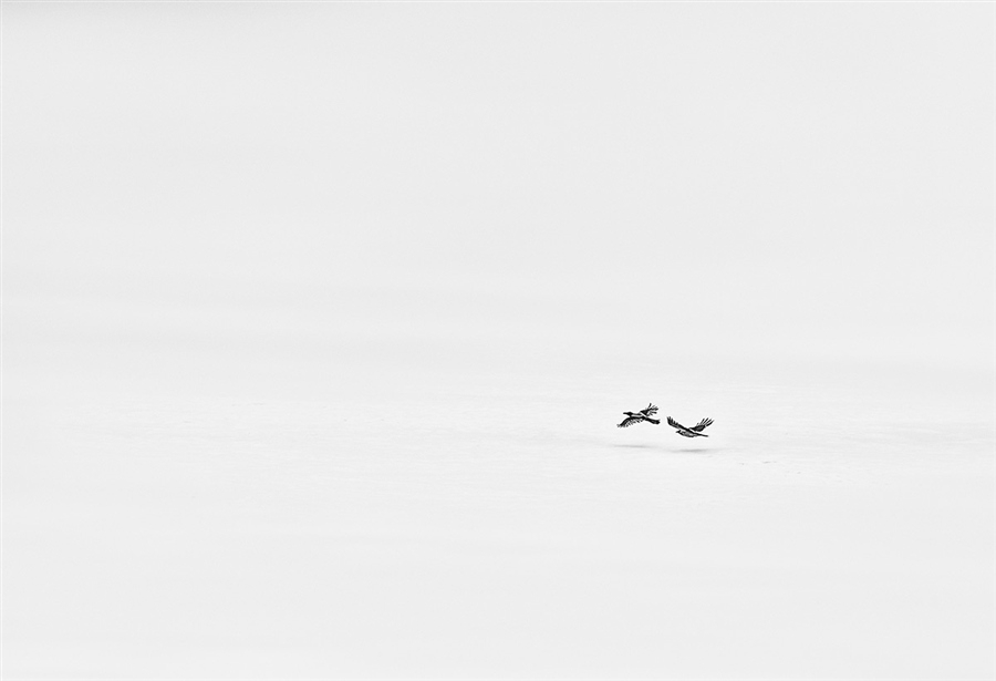 Фото жизнь (light) - VERATRN - корневой каталог - Птицы на зимнем пруду