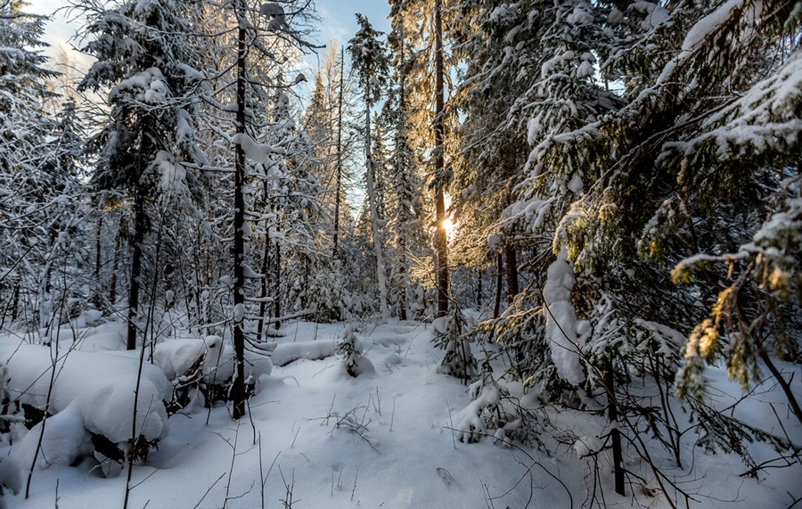 Фото жизнь