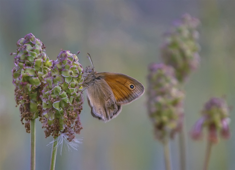 Фото жизнь (light) - ogiros - корневой каталог - Мятое крылышко