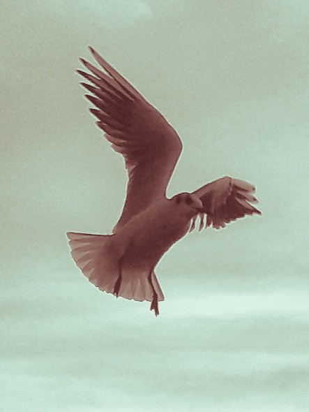 Фото жизнь - koenigsberger - корневой каталог - Лететь с одним крылом.