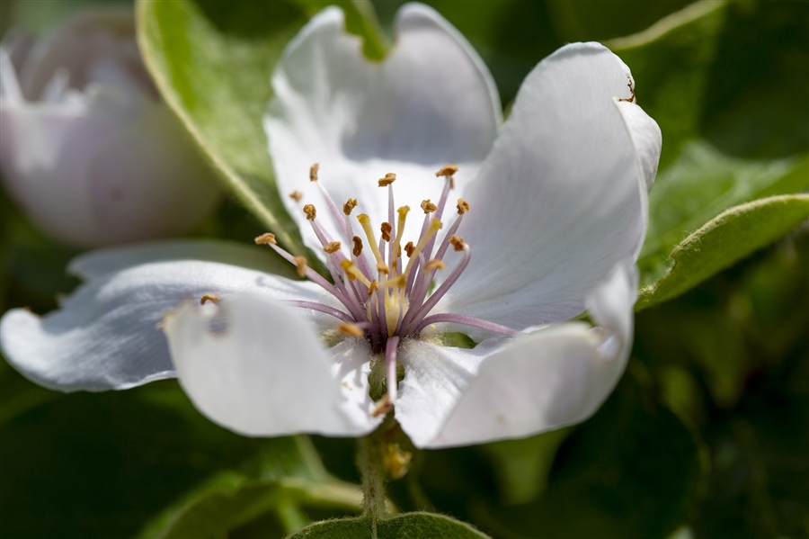 цветок айвы