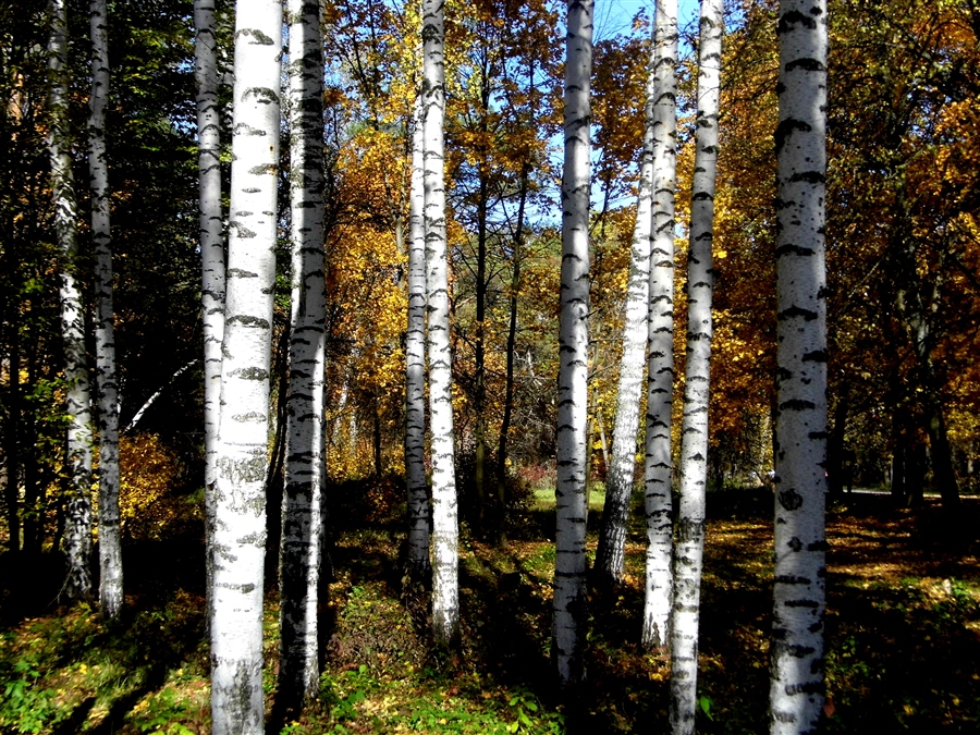 Фото жизнь