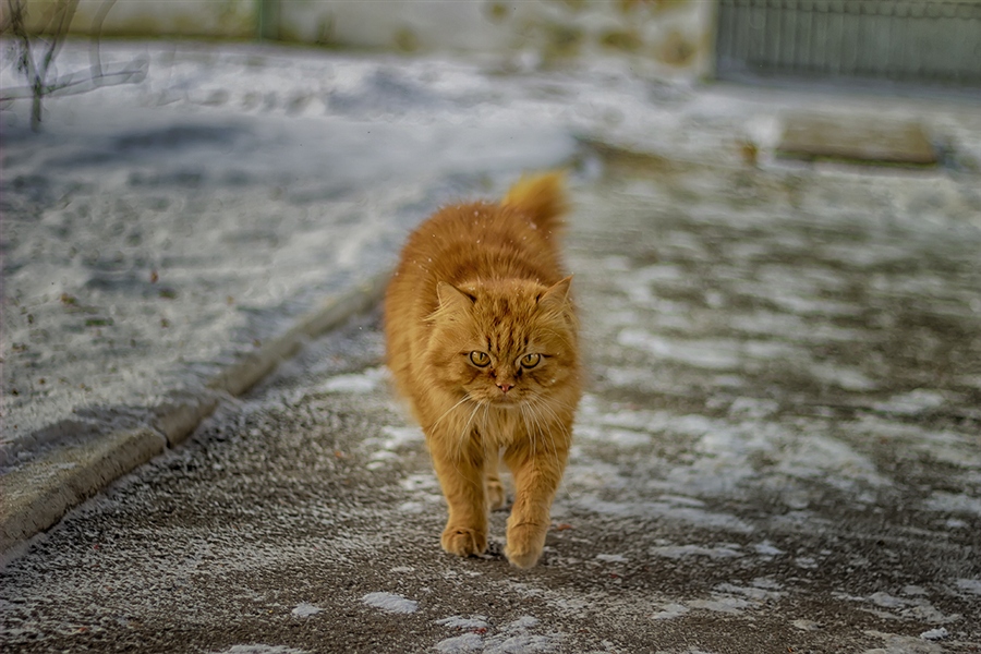 Фото жизнь