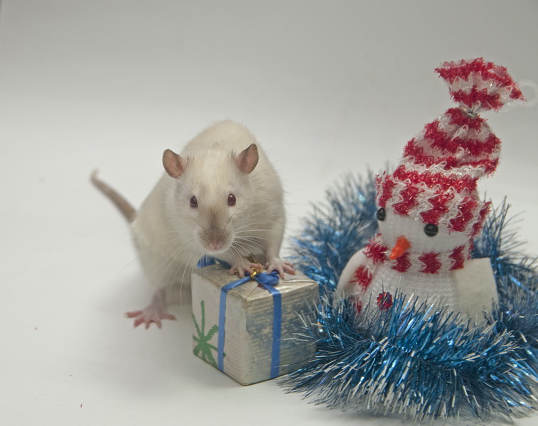 Новогодние игрушки и крыса