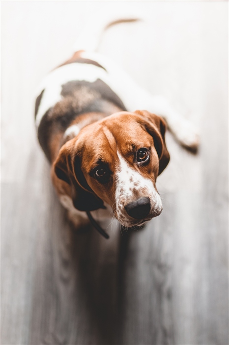 Daisy the Beagle