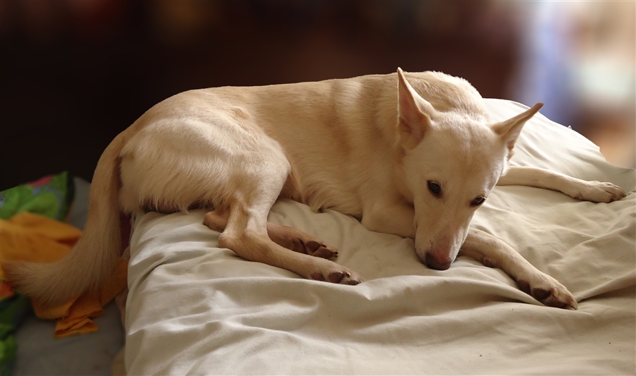 Фото жизнь (light) - Галина Труба - корневой каталог - Самоизоляция 7