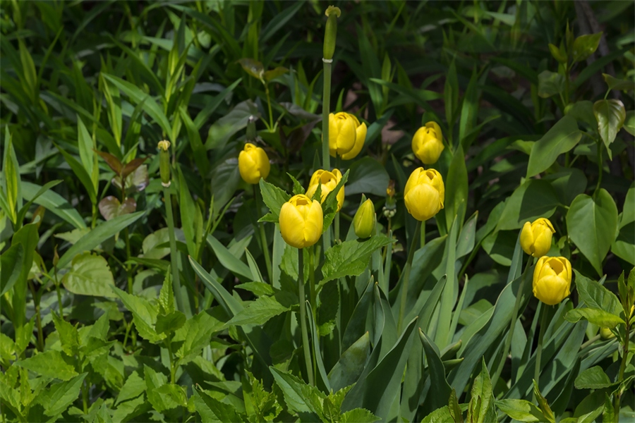 Желтые тюльпаны.