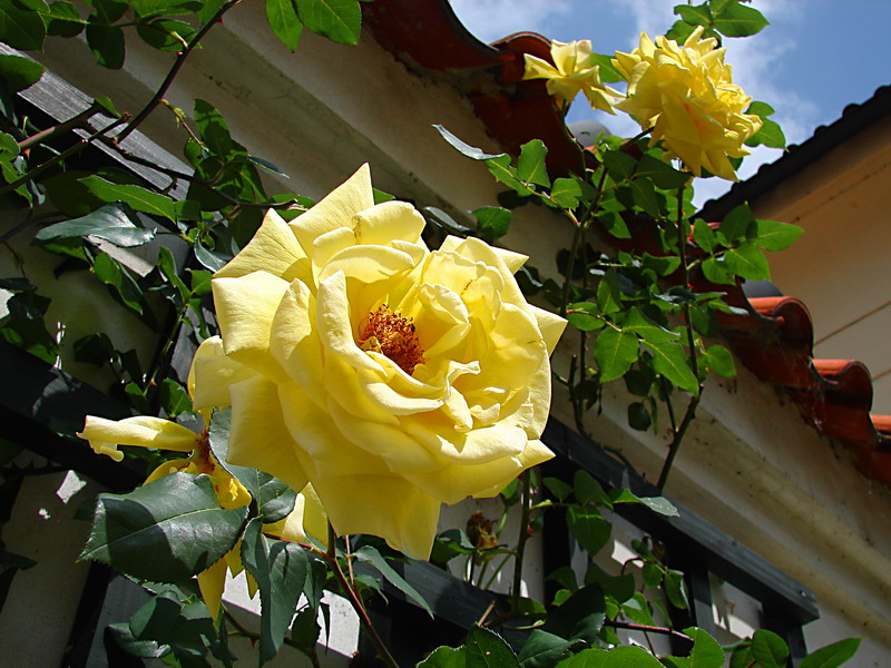 Фото жизнь (light) - Lenoch - Чехия - Пражские розы